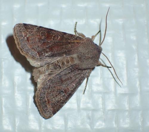 Réf. 203 659 : Orthosia incerta